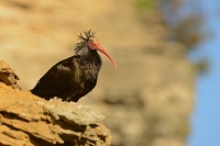Ibis skalni - Geronticus eremita - Waldrapp - Bald Ibis 5826